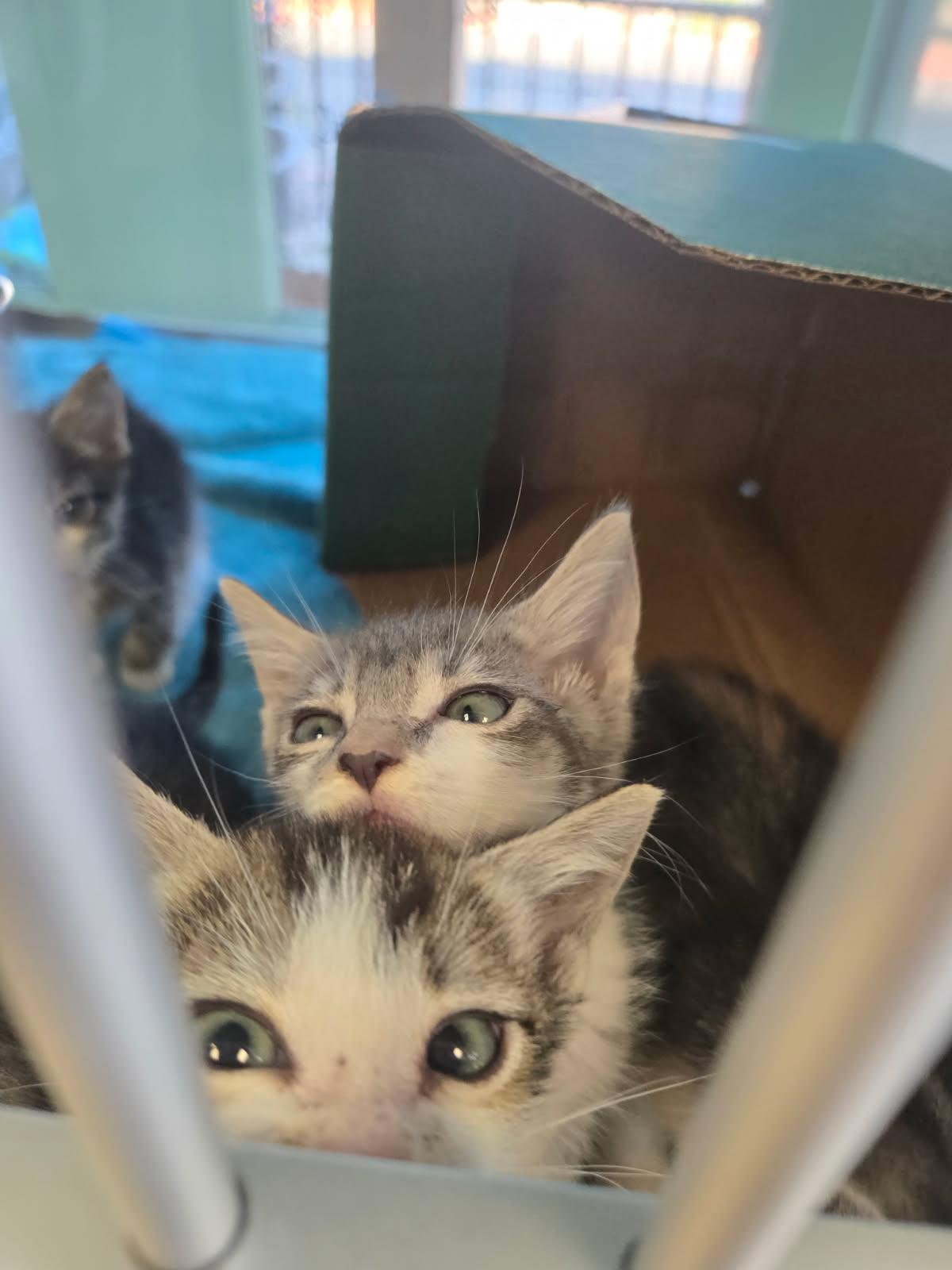 Enlarge Litter 6 Kittens, a Adopted Domestic Short Hair in Huntington Beach, CA image 4/4