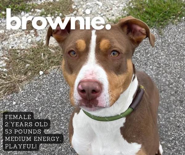 Enlarge Brownie, a Adoptable mixed breed in Ashland, KY image 1/1