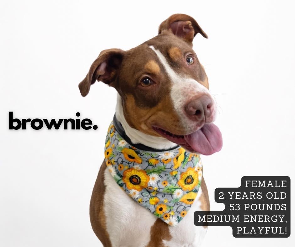 Enlarge Brownie, a Adoptable mixed breed in Ashland, KY image 2/2