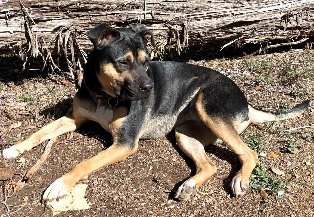 Rosie, Adopted, Adult Female Labrador Retriever & Terrier.