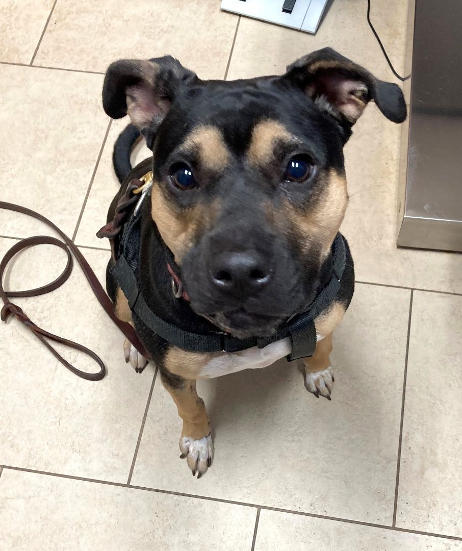 Rosie, a Adopted mixed breed in Bergheim, TX image 2/13