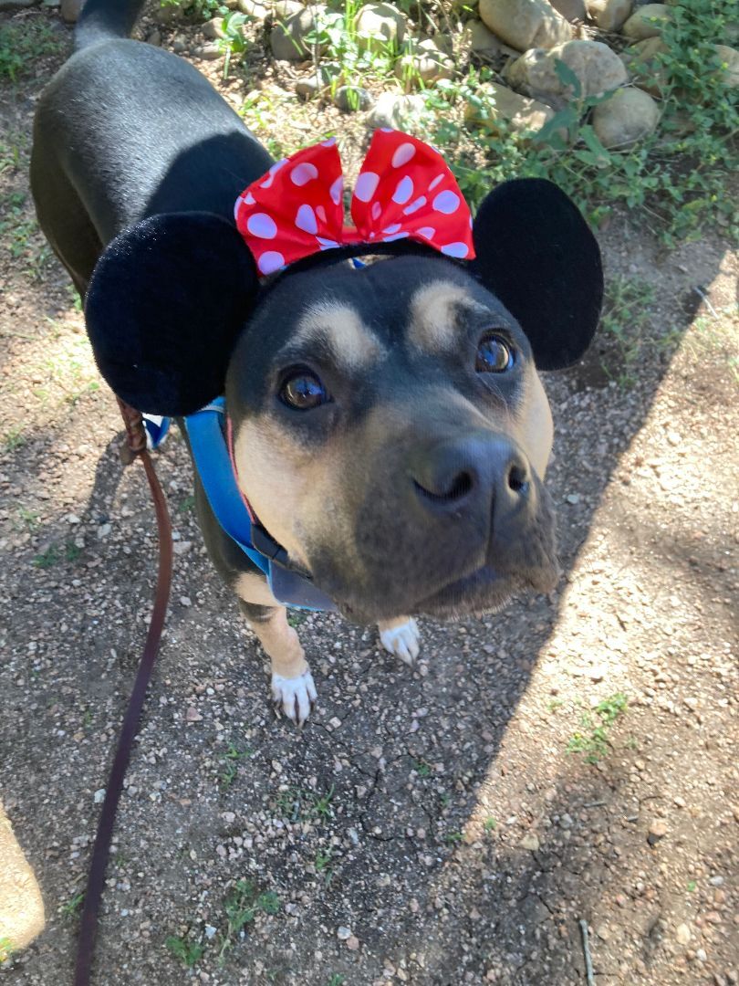 Rosie, a Adopted mixed breed in Bergheim, TX image 3/13