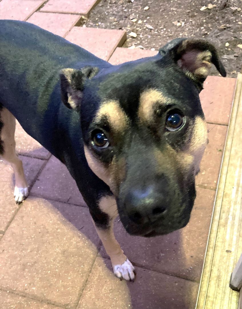 Rosie, a Adopted mixed breed in Bergheim, TX image 4/13