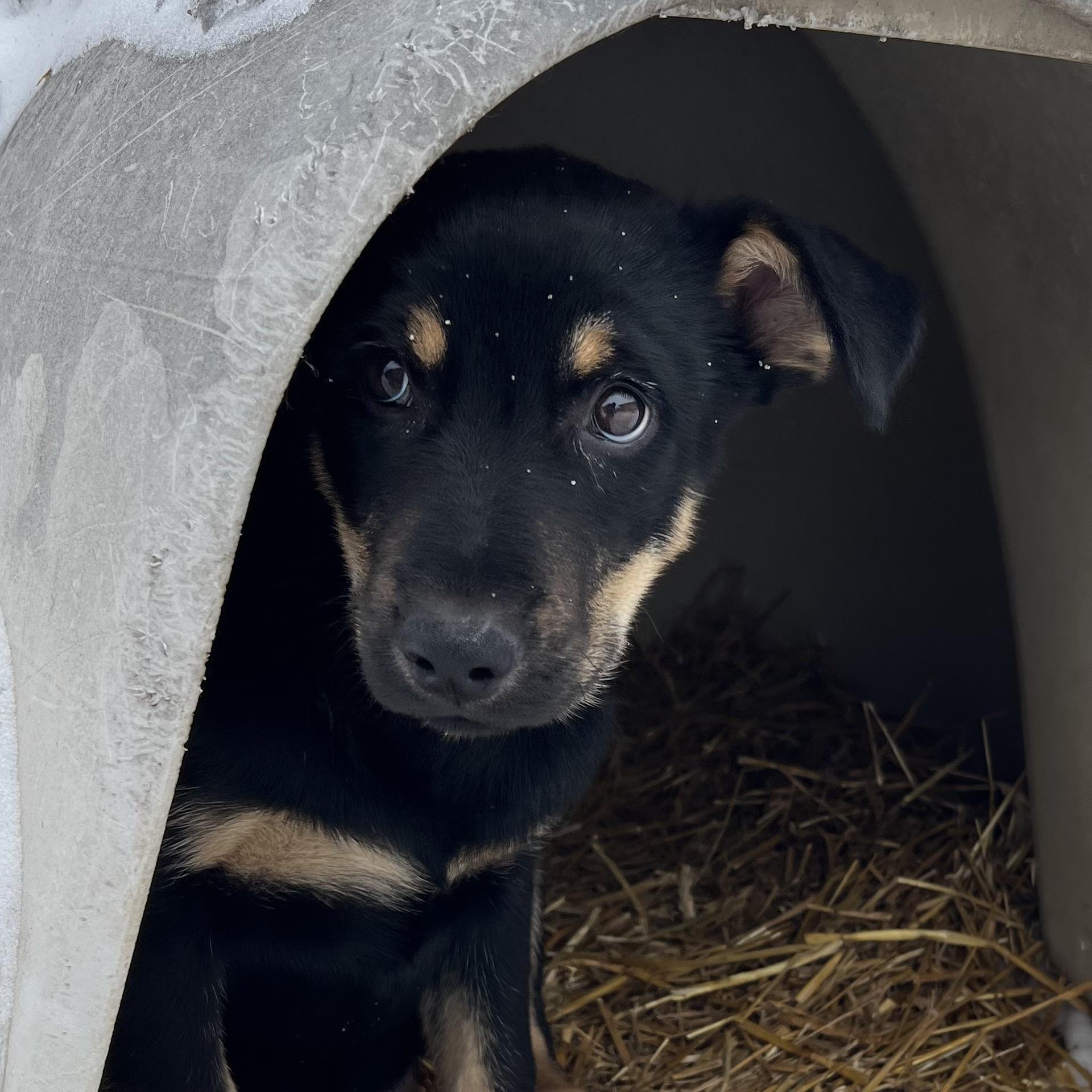 Ditto **NO FEE** (Sponsored by Waters Edge Fairmont), adopted, Young Male Shepherd.