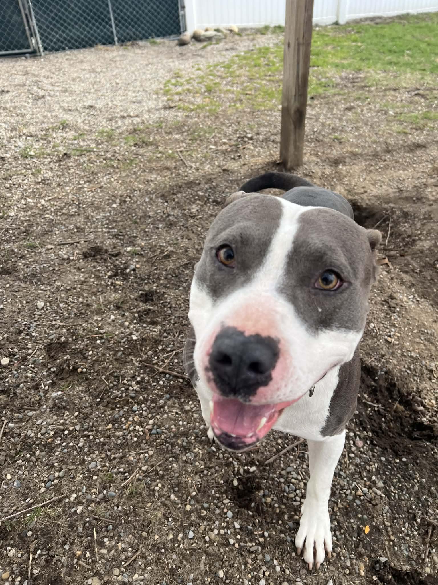 Enlarge Ranger, a ADOPTABLE mixed breed in Belleville, MI image 6/6