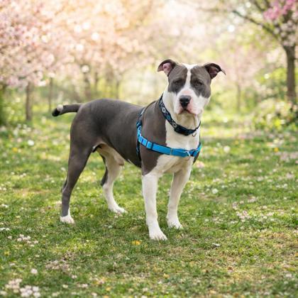 Enlarge Ranger, a ADOPTABLE mixed breed in Belleville, MI image 1/6