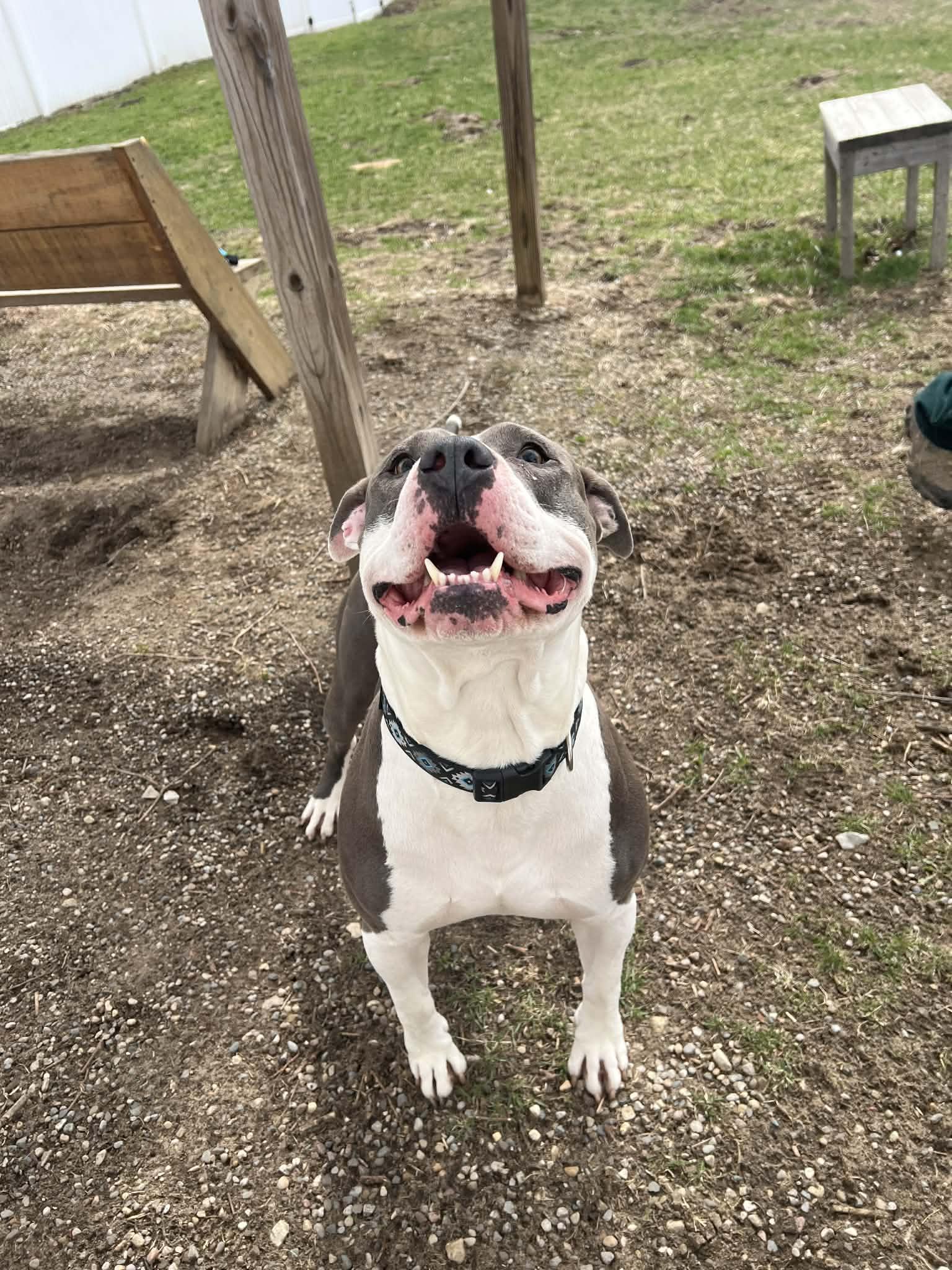 Enlarge Ranger, a ADOPTABLE mixed breed in Belleville, MI image 3/6