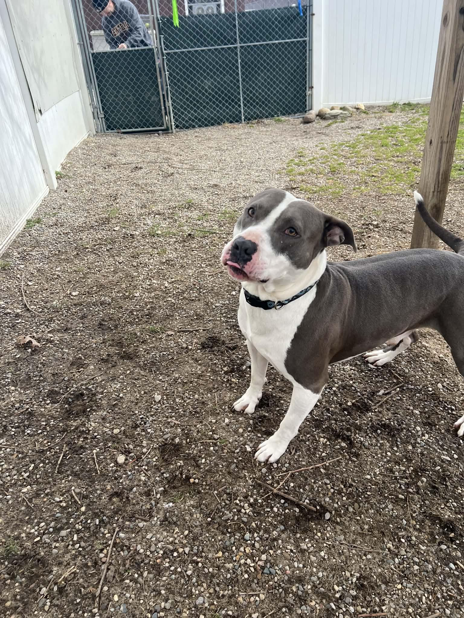 Enlarge Ranger, a ADOPTABLE mixed breed in Belleville, MI image 5/6