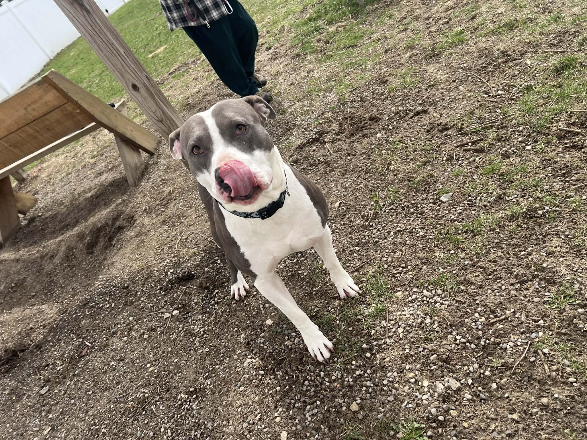 Enlarge Ranger, a ADOPTABLE mixed breed in Belleville, MI image 2/6