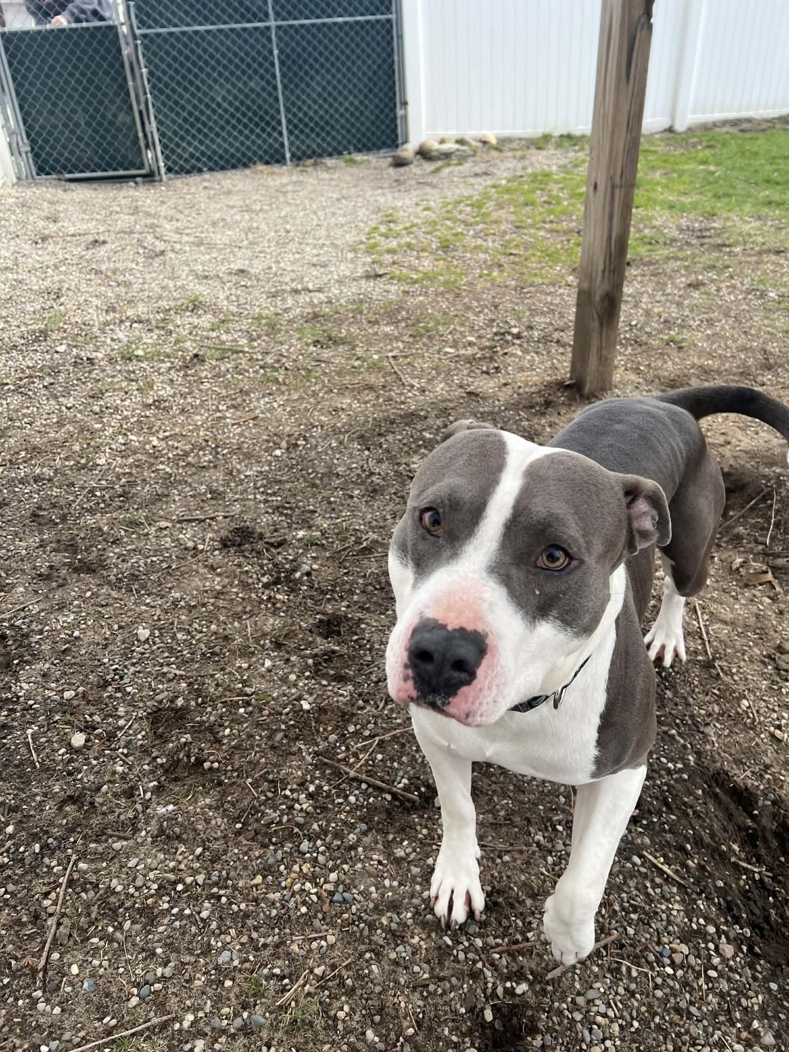 Enlarge Ranger, a ADOPTABLE mixed breed in Belleville, MI image 4/6