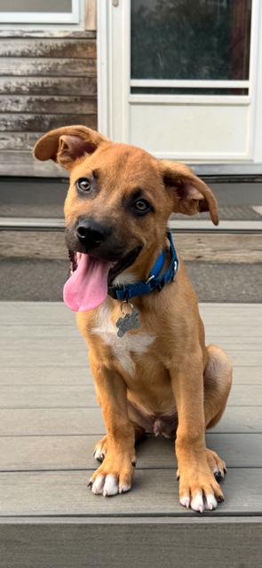 Andy, an adopted mixed breed in Albany, NY image 4/6