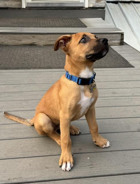 Andy, an adopted mixed breed in Albany, NY image 2/6