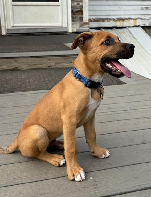 Andy, an adopted mixed breed in Albany, NY image 3/6