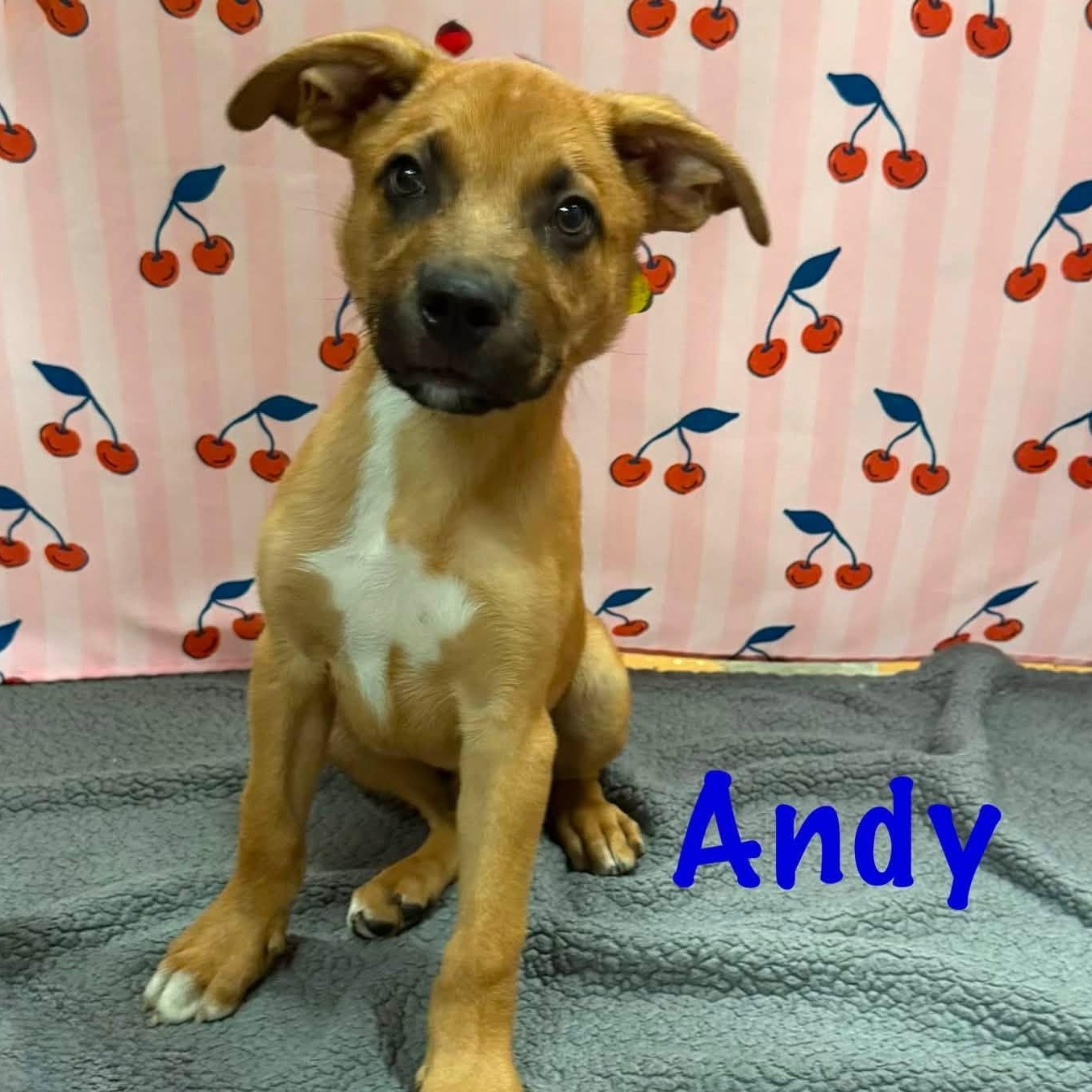 Andy, an adopted mixed breed in Albany, NY image 6/6
