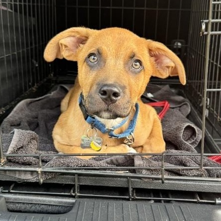 Andy, an adopted mixed breed in Albany, NY image 5/6