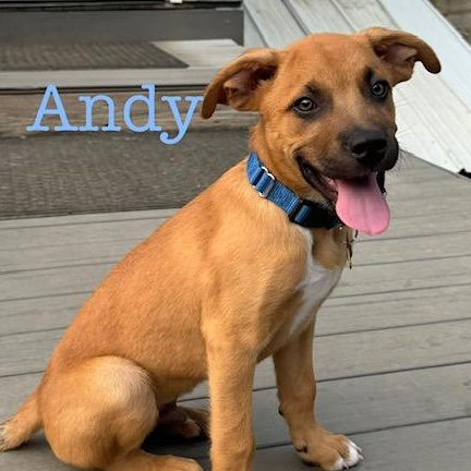 Andy, an adopted mixed breed in Albany, NY image 1/6
