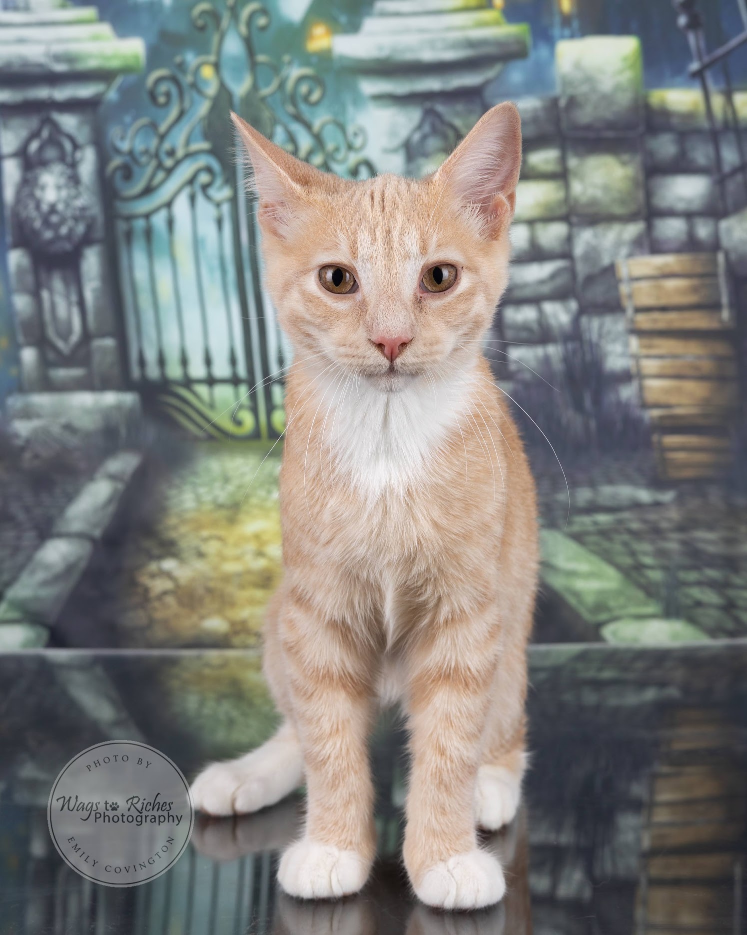 Cat for adoption Gino Bobtail, an American Bobtail & Tabby Mix in