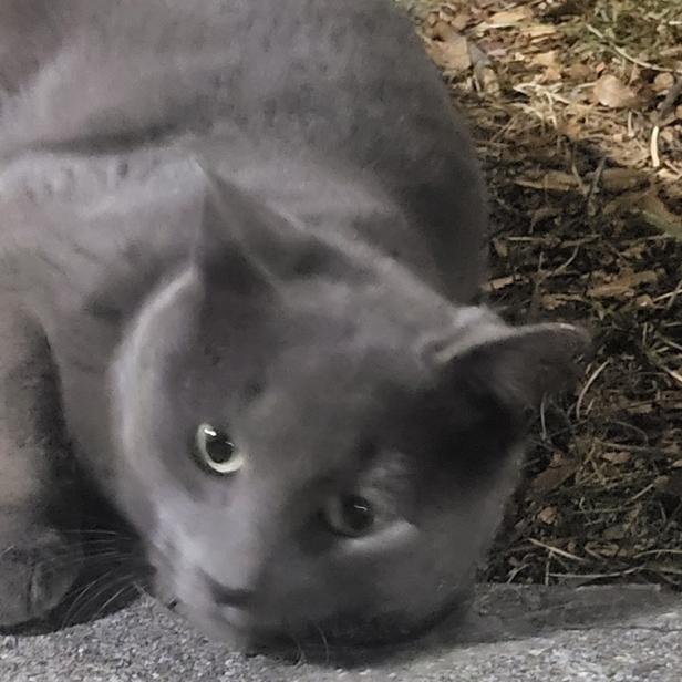 Enlarge Grey, a Adoptable Domestic Short Hair in Winchester, VA image 1/6