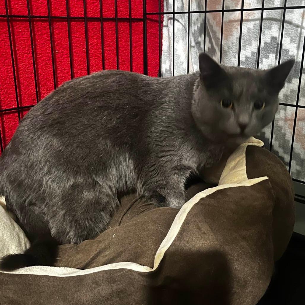 Enlarge Grey, a Adoptable Domestic Short Hair in Winchester, VA image 2/6