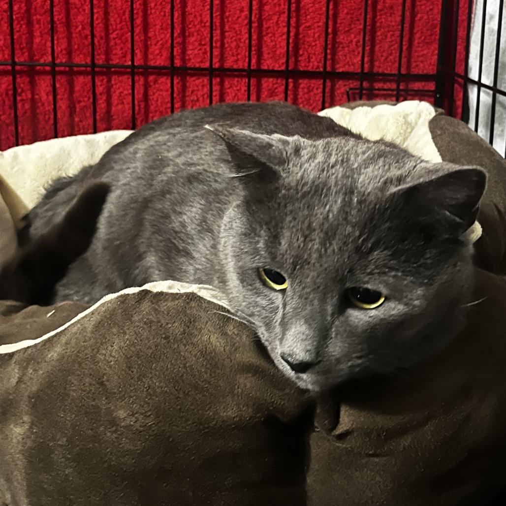 Enlarge Grey, a Adoptable Domestic Short Hair in Winchester, VA image 3/6