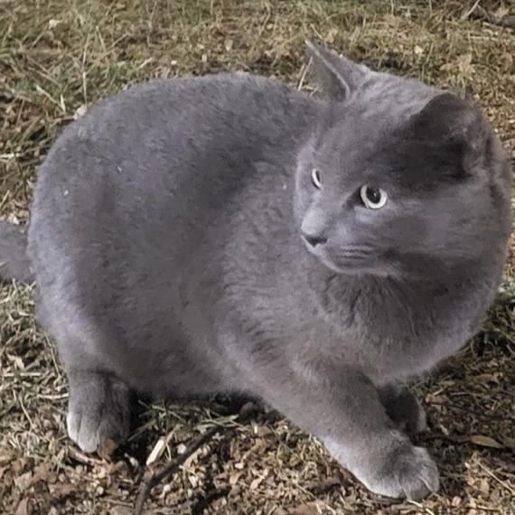 Enlarge Grey, a Adoptable Domestic Short Hair in Winchester, VA image 4/6