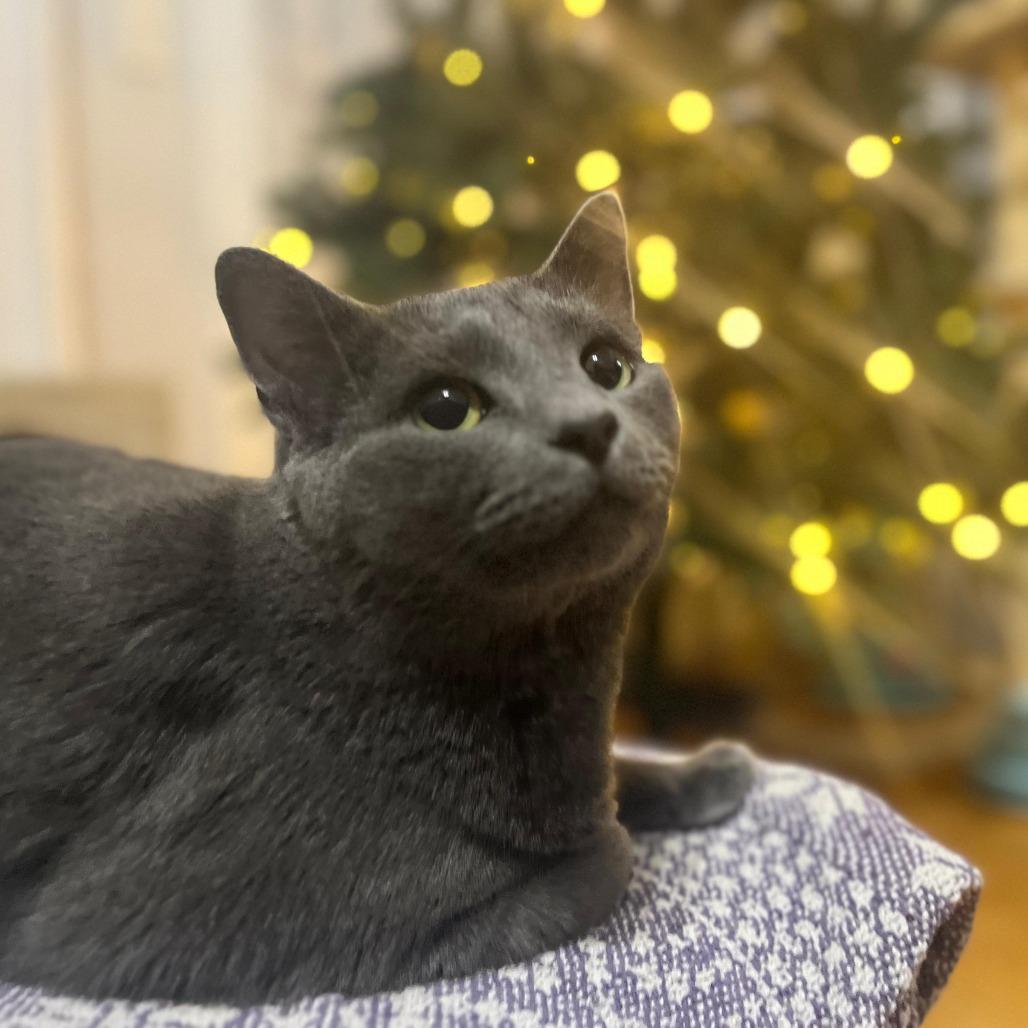 Enlarge Grey, a Adoptable Domestic Short Hair in Winchester, VA image 5/6