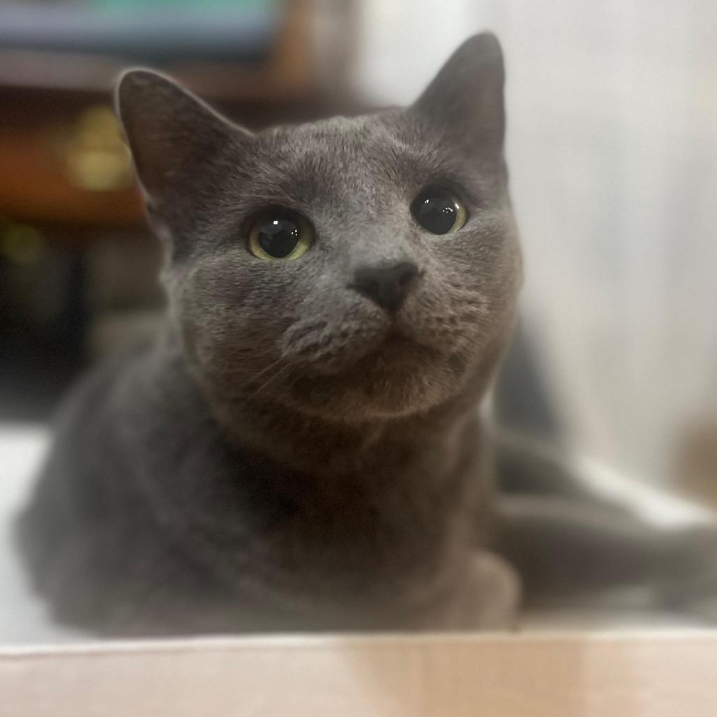 Enlarge Grey, a Adoptable Domestic Short Hair in Winchester, VA image 6/6