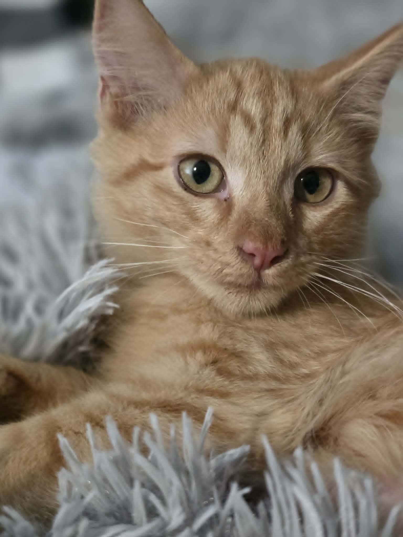 Rally, a ADOPTABLE Domestic Short Hair in Mansfield, TX image 2/3