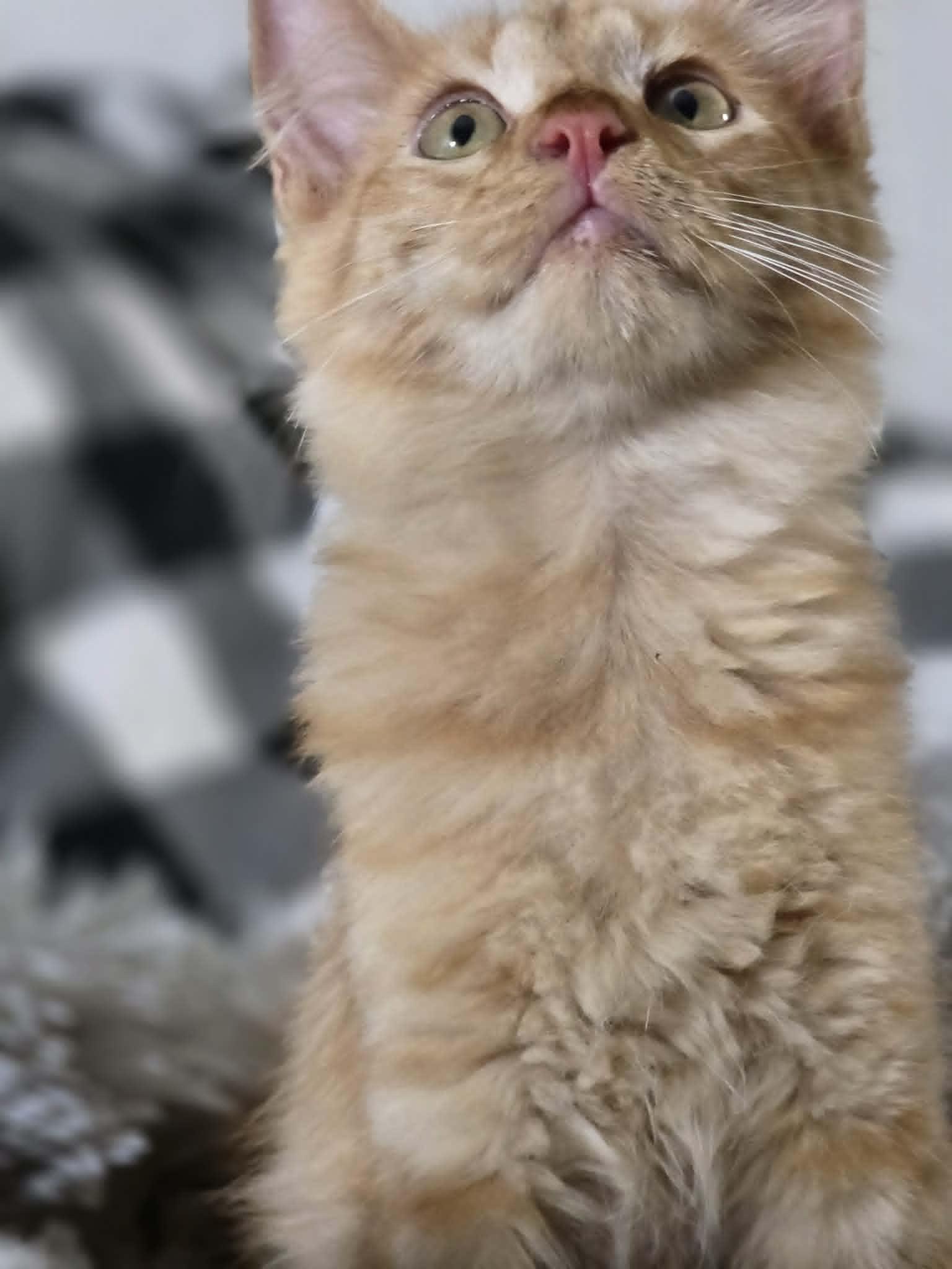 Rally, a ADOPTABLE Domestic Short Hair in Mansfield, TX image 3/3