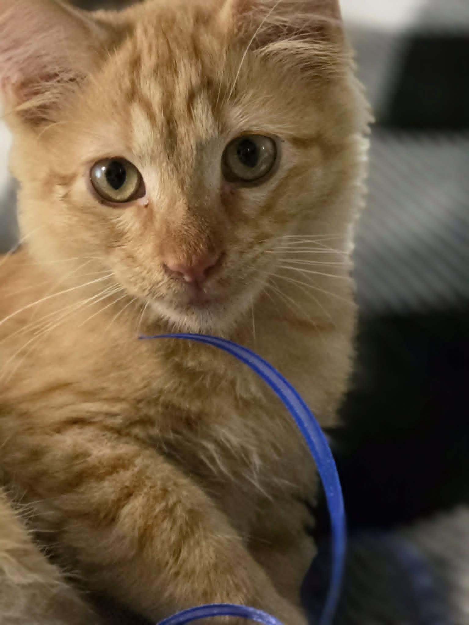 Rally, a ADOPTABLE Domestic Short Hair in Mansfield, TX image 1/3