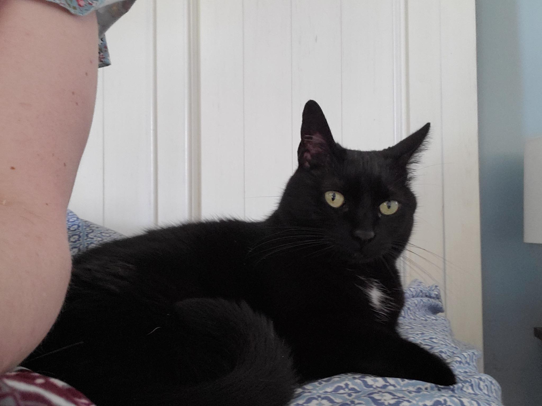 Tandy, a Adoptable American Shorthair in Erie, PA image 2/5