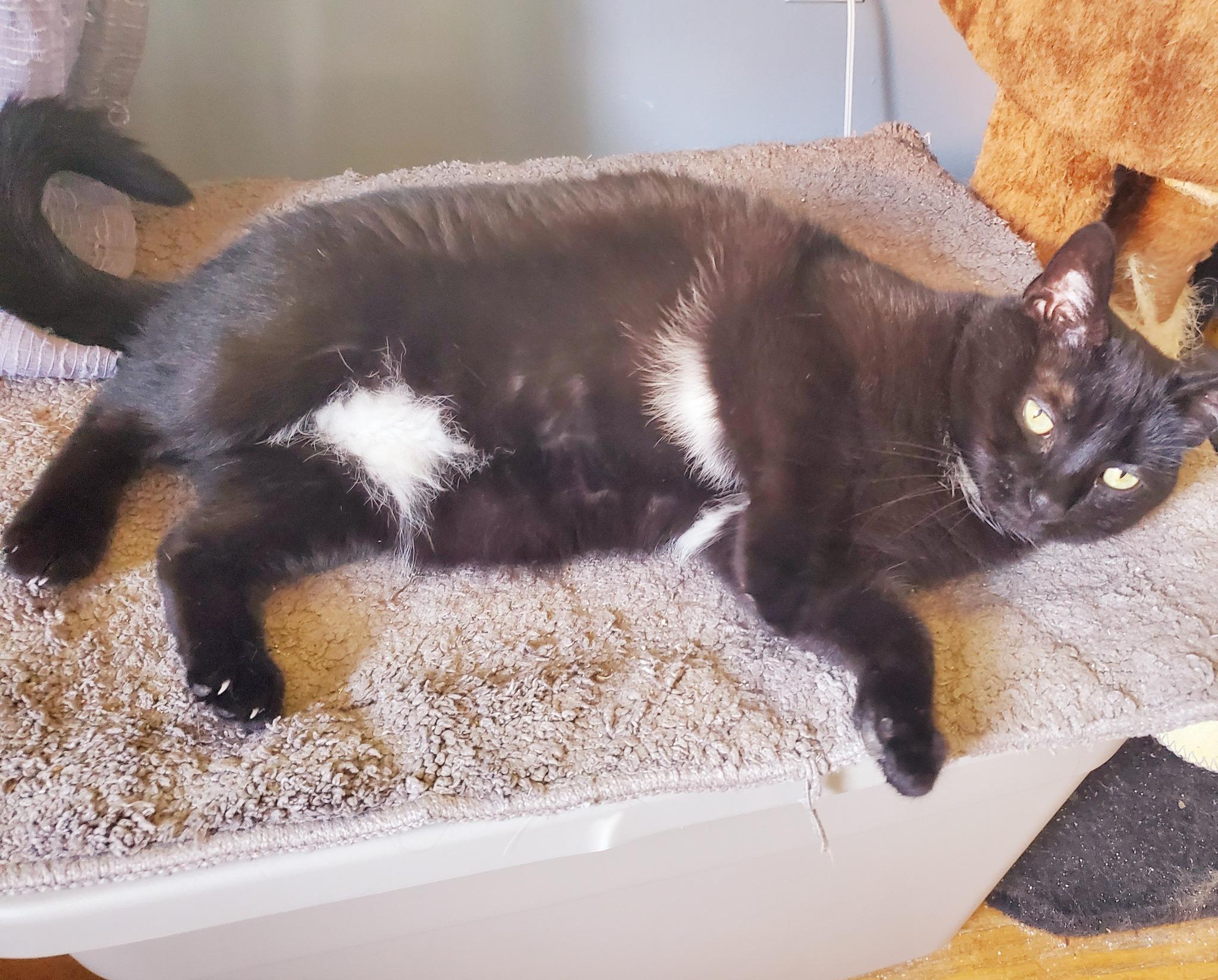 Tandy, a Adoptable American Shorthair in Erie, PA image 3/5