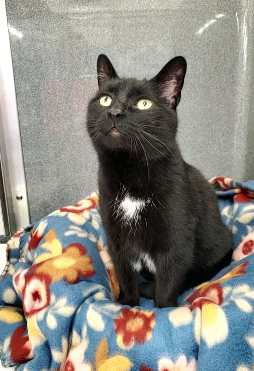 Tandy, an adoptable American Shorthair in Erie, PA_image-1