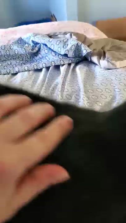 Enlarge Tandy, a Adoptable American Shorthair in Erie, PA video 4/5