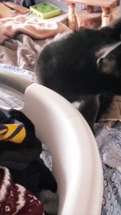 Enlarge Tandy, a Adoptable American Shorthair in Erie, PA video 5/5