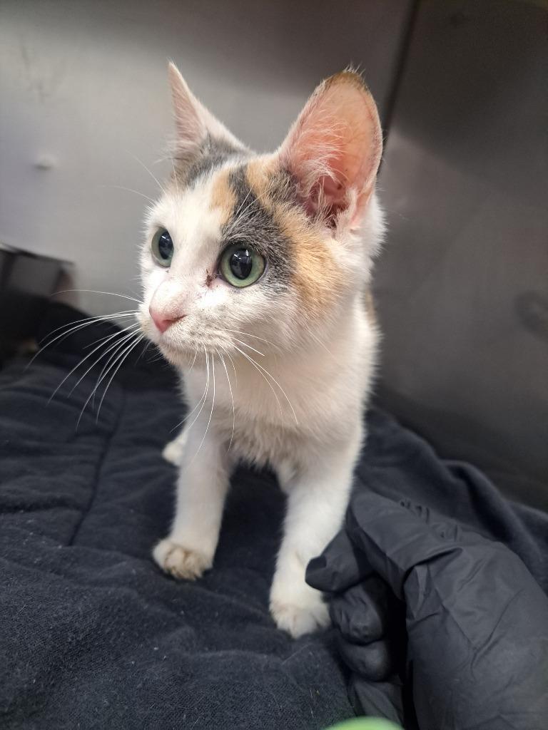 Blueberry, Adoptable, Kitten Female Domestic Short Hair.