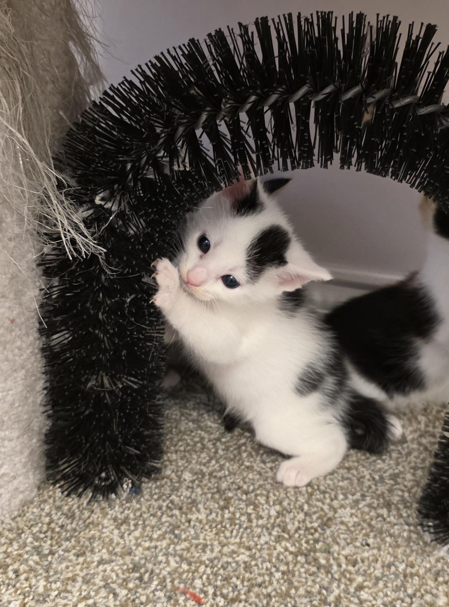 Olives, Adoptable, Kitten Female Domestic Short Hair.