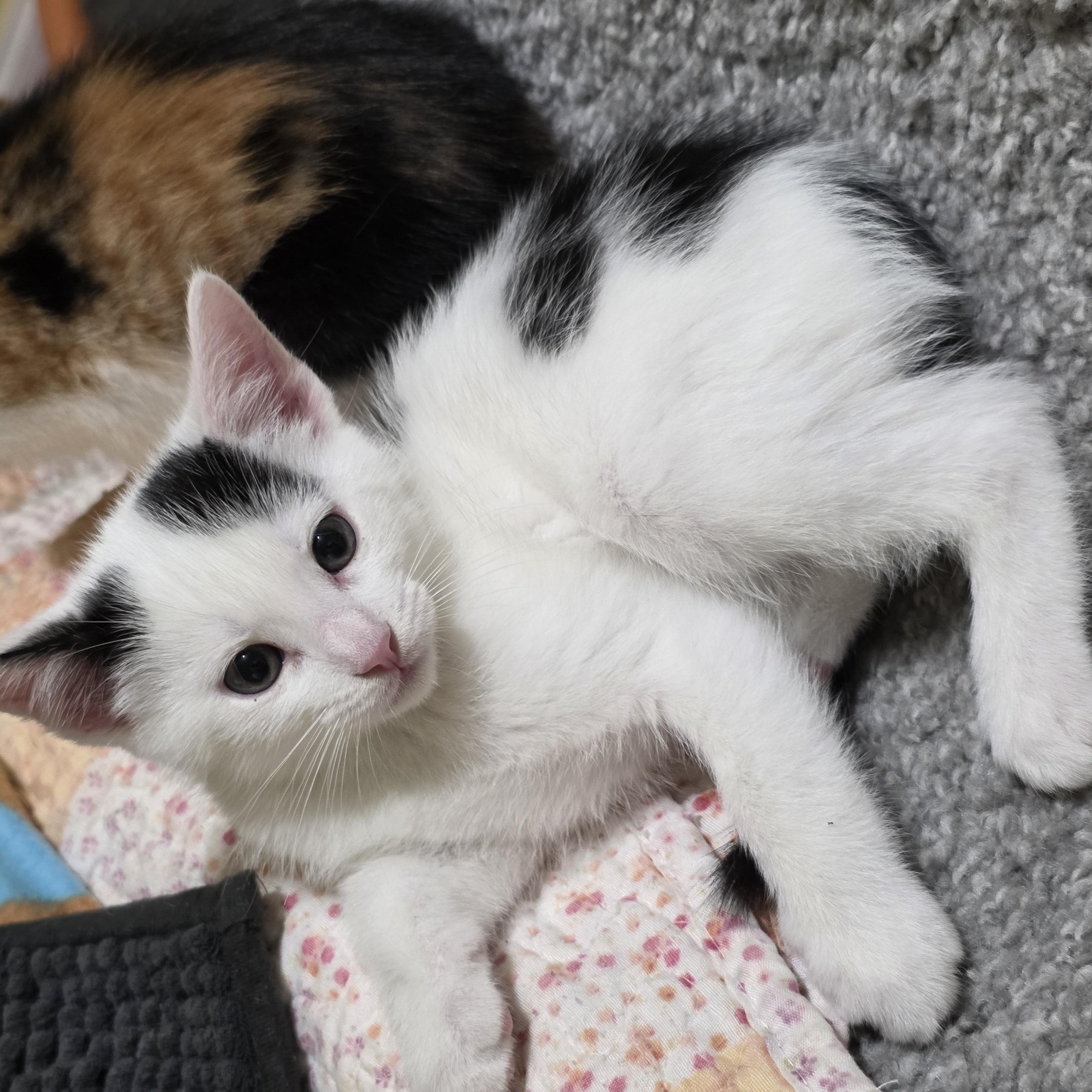 Enlarge Olives, a Adoptable Domestic Short Hair in Sturbridge, MA image 4/6
