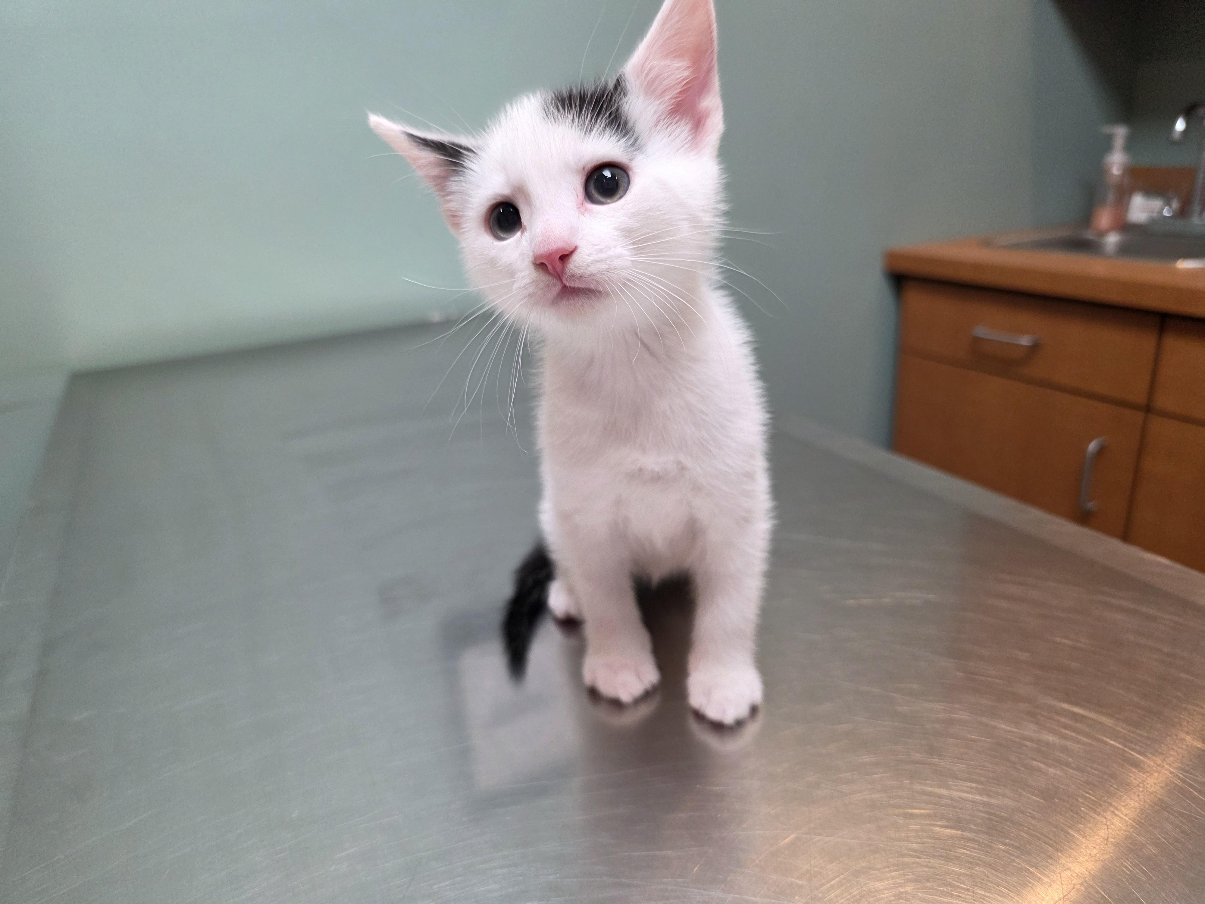Enlarge Olives, a Adoptable Domestic Short Hair in Sturbridge, MA image 3/6