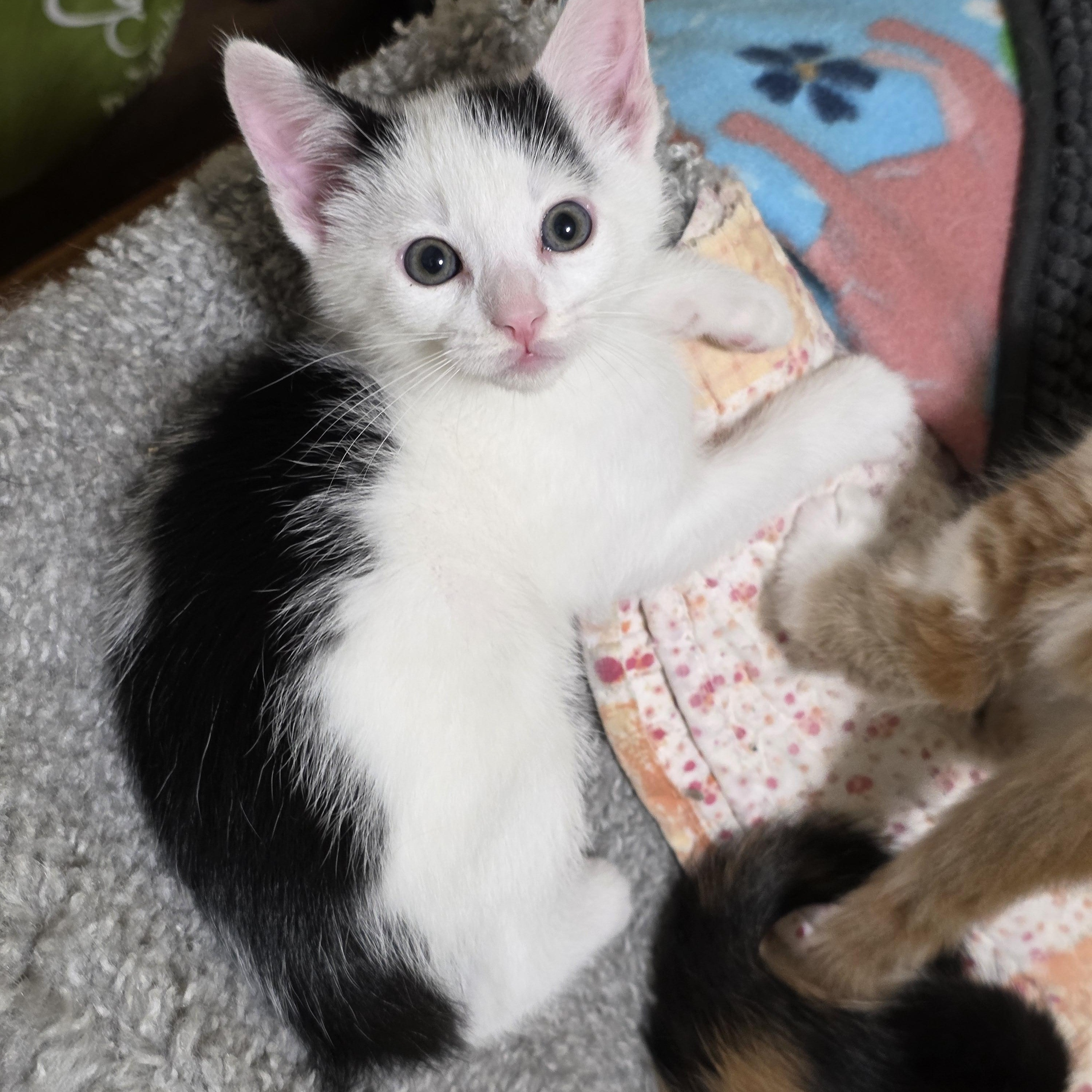 Enlarge Olives, a Adoptable Domestic Short Hair in Sturbridge, MA image 2/6