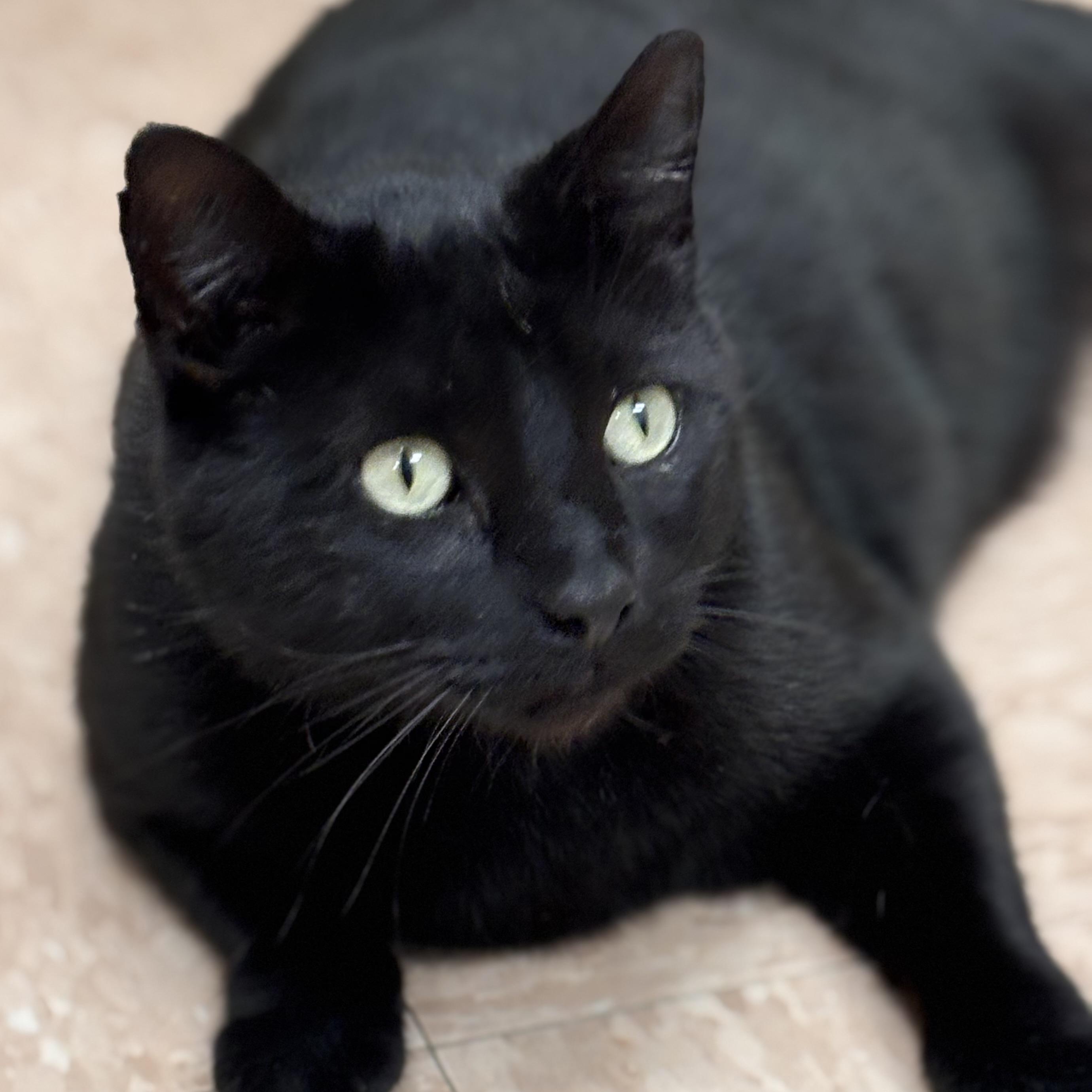 Enlarge Dom, an adopted Domestic Short Hair in Batavia, NY image 1/1