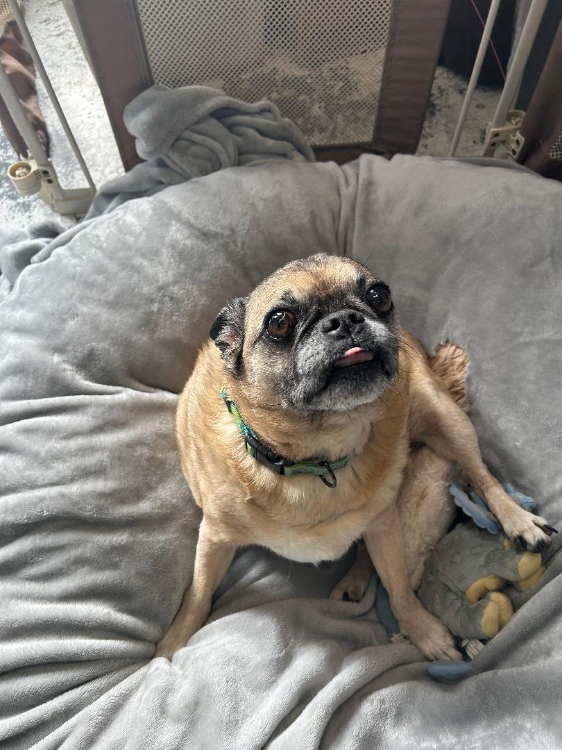 Enlarge Obi Wan Kenobi, an adopted Pug in Bryson City, NC image 1/2