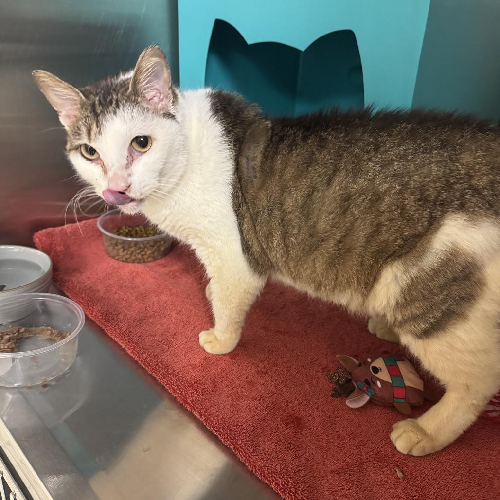 Alani, Adoptable, Adult Female Domestic Short Hair.