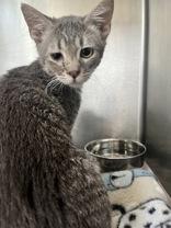 Enlarge Cypris, a Adoptable Domestic Short Hair in Winfield, KS image 1/1