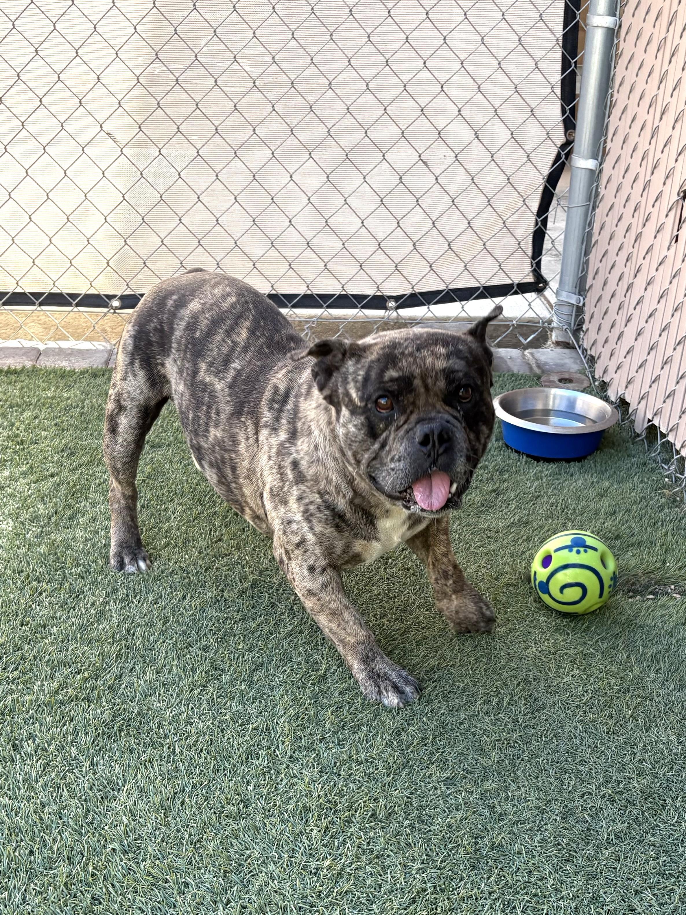Budda, adopted, Adult Male French Bulldog & American Bully.
