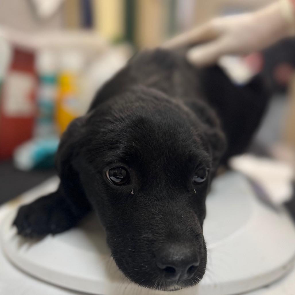 LILY (pink collar), Adoptable, Young Female Black Labrador Retriever & Mixed Breed.