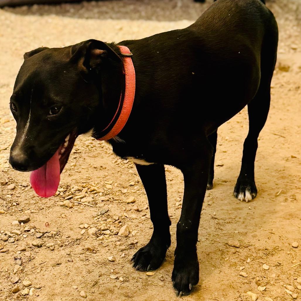 LILY (pink collar), a Adoptable mixed breed in Lucedale, MS image 2/2