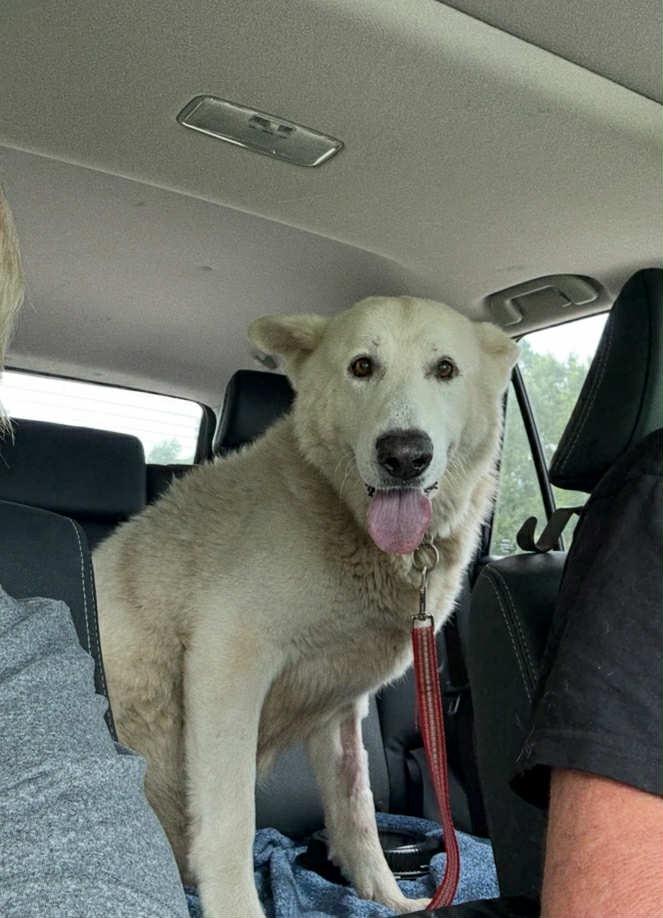 Enlarge Sully, a Adoptable mixed breed in Bronson, TX image 2/3