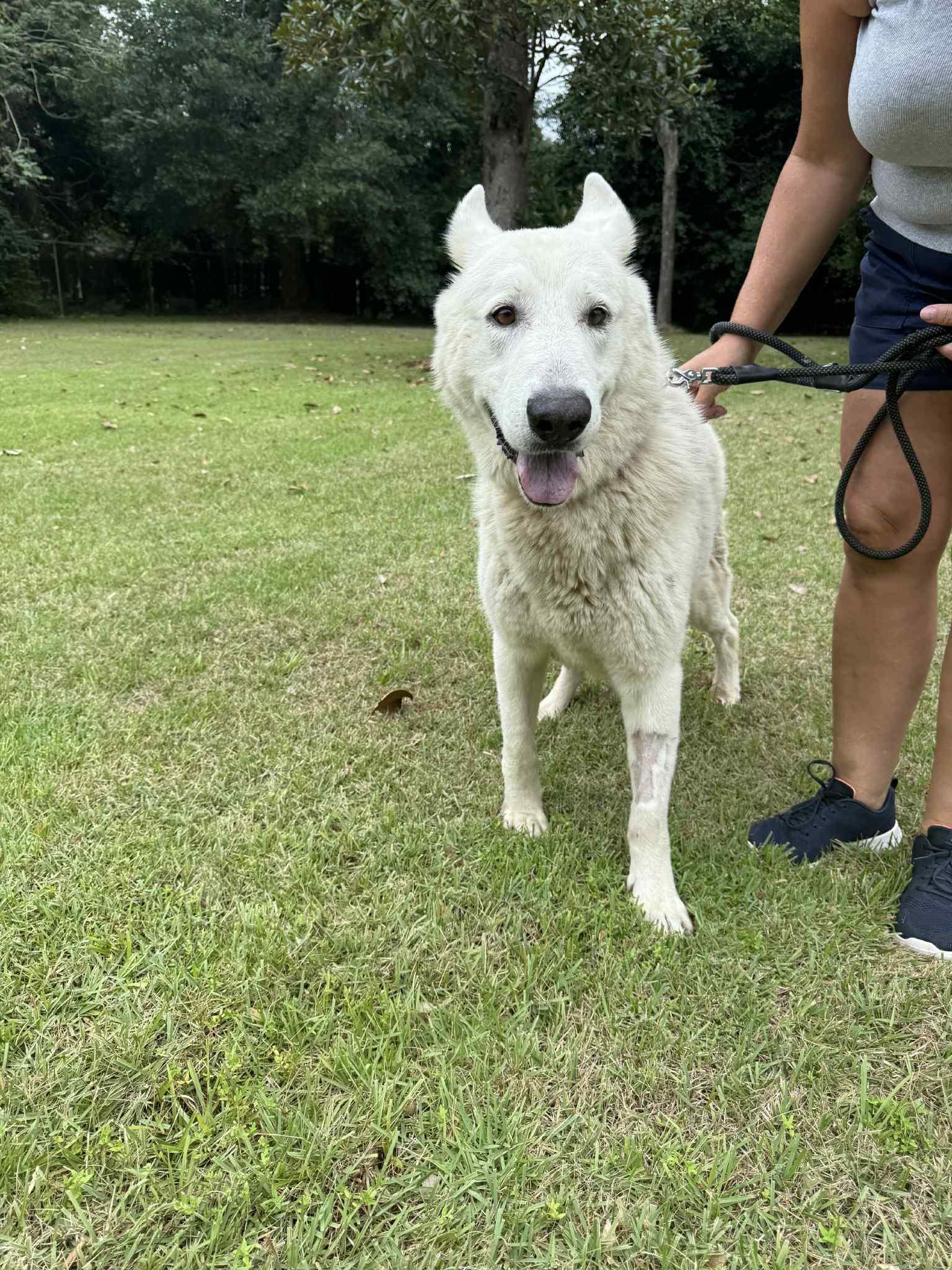Enlarge Sully, a Adoptable mixed breed in Bronson, TX image 3/3