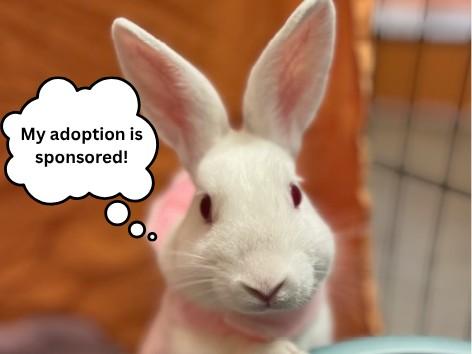 SPEARMINT*, Adoptable, Young Male Bunny Rabbit.